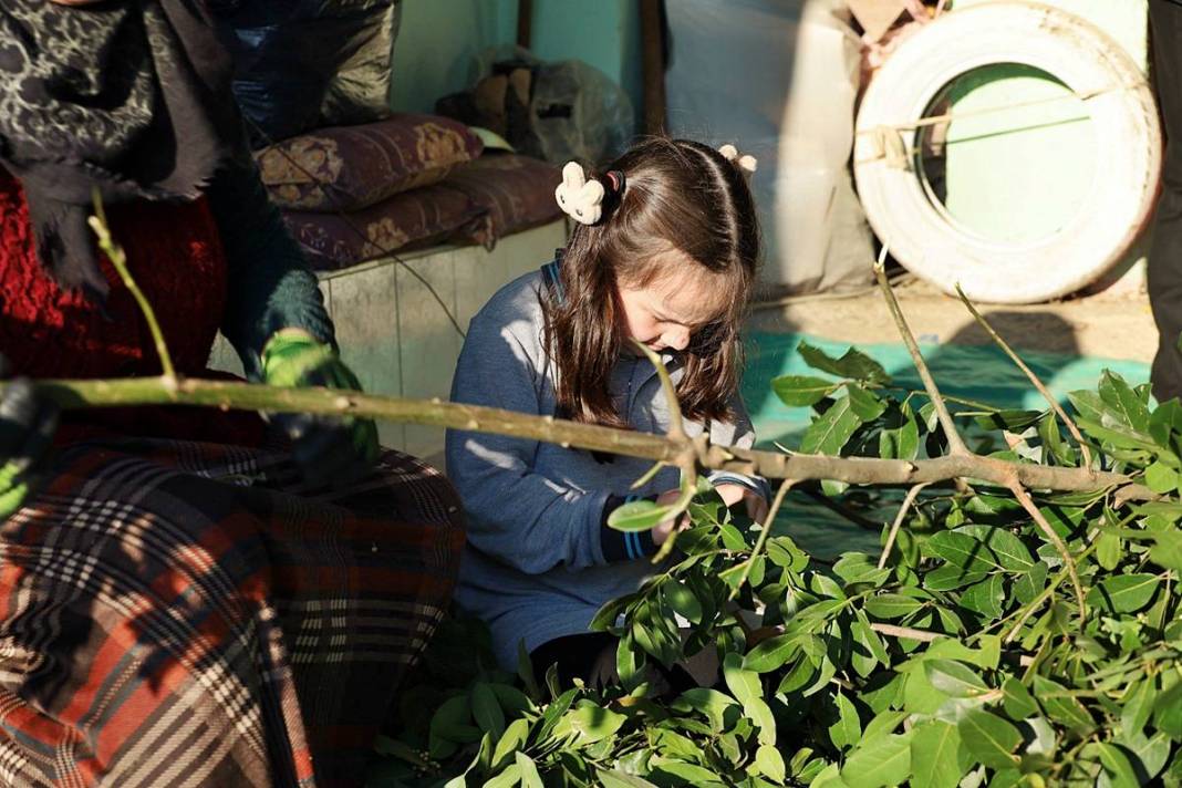 O köyün gelir kapısı: Pazarda kilosu 35 TL'den satılıyor! Hasat başladı, tezgahta bolluk yaşanıyor 2